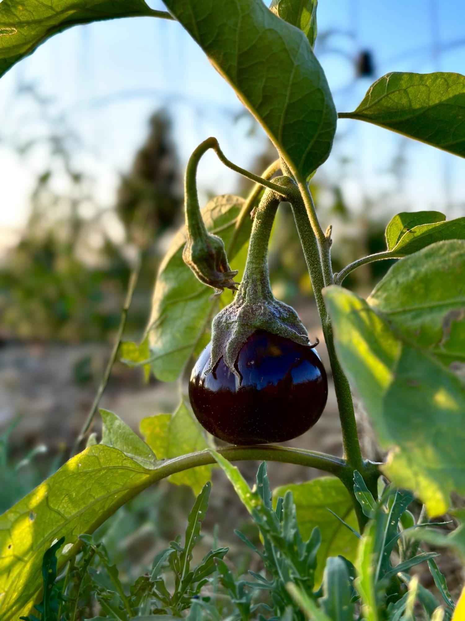 Tenuta Di Paternostro Vetralla Kültér fotó